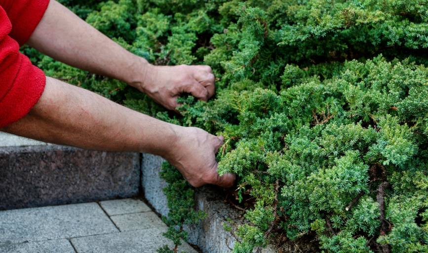 Shrub Trimming